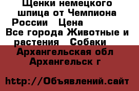 Щенки немецкого шпица от Чемпиона России › Цена ­ 50 000 - Все города Животные и растения » Собаки   . Архангельская обл.,Архангельск г.